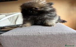 Pomerania perros en venta: Lulus de Pomerania  - Imagen 2