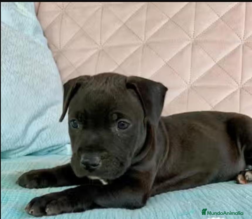 American Pit Bull Terrier perros Cachorra Pitbull - Anuncio 2