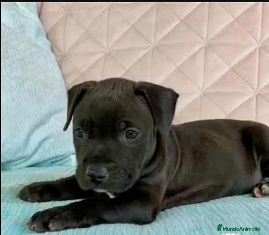 American Pit Bull Terrier perros en venta: Cachorra Pitbull en Alicante - Anuncio 2