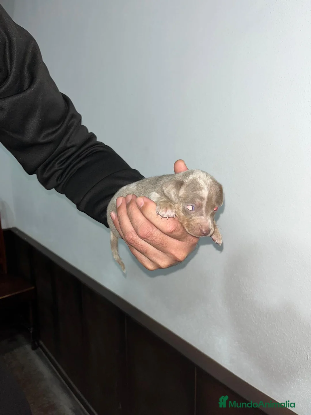 Pinscher Miniatura perros en venta: Mini Pinscher merle isabela - Anuncio 4