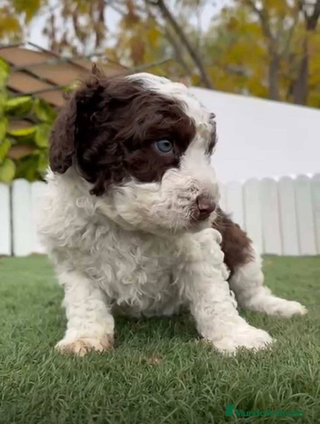 Perro de Agua Español perros en venta: PERRO DE AGUA ESPAÑOL - Anuncio 2