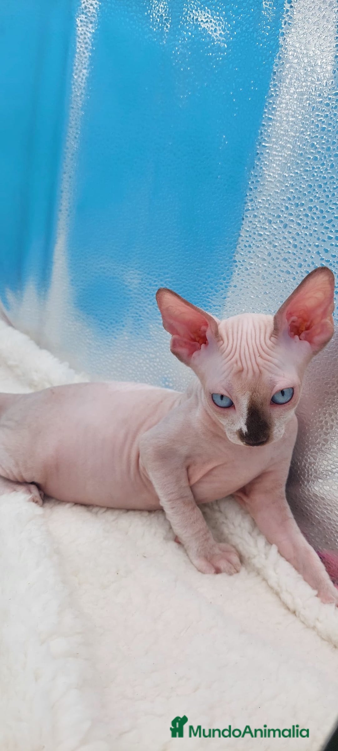Sphynx gatos en venta: Precioso machito sphynx  - Imagen 2