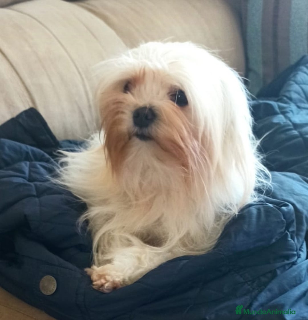 Bichón Maltés perros en venta: Cachorrita de Bichon Maltes coreano  - Anuncio 8