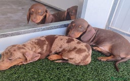 Teckel perros en venta: Teckel chocolate y Arlequín  - Imagen 11