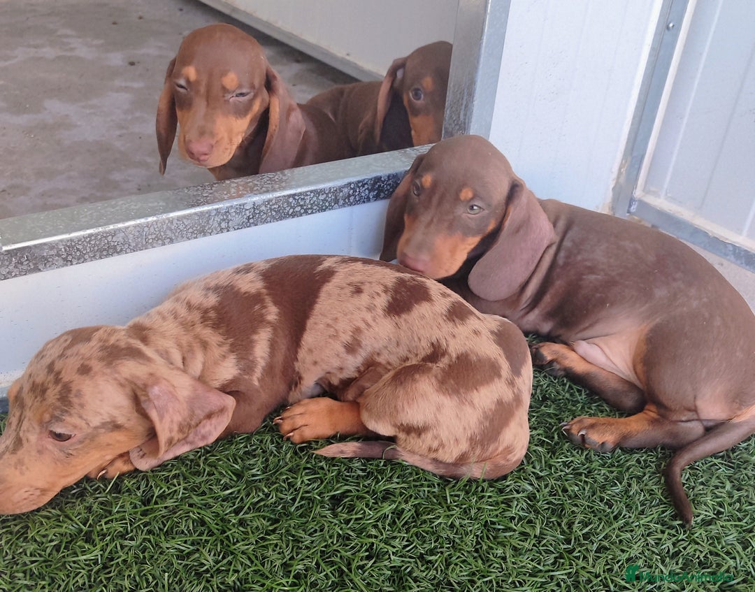 Teckel perros en venta: Teckel chocolate y Arlequín  - Imagen 11