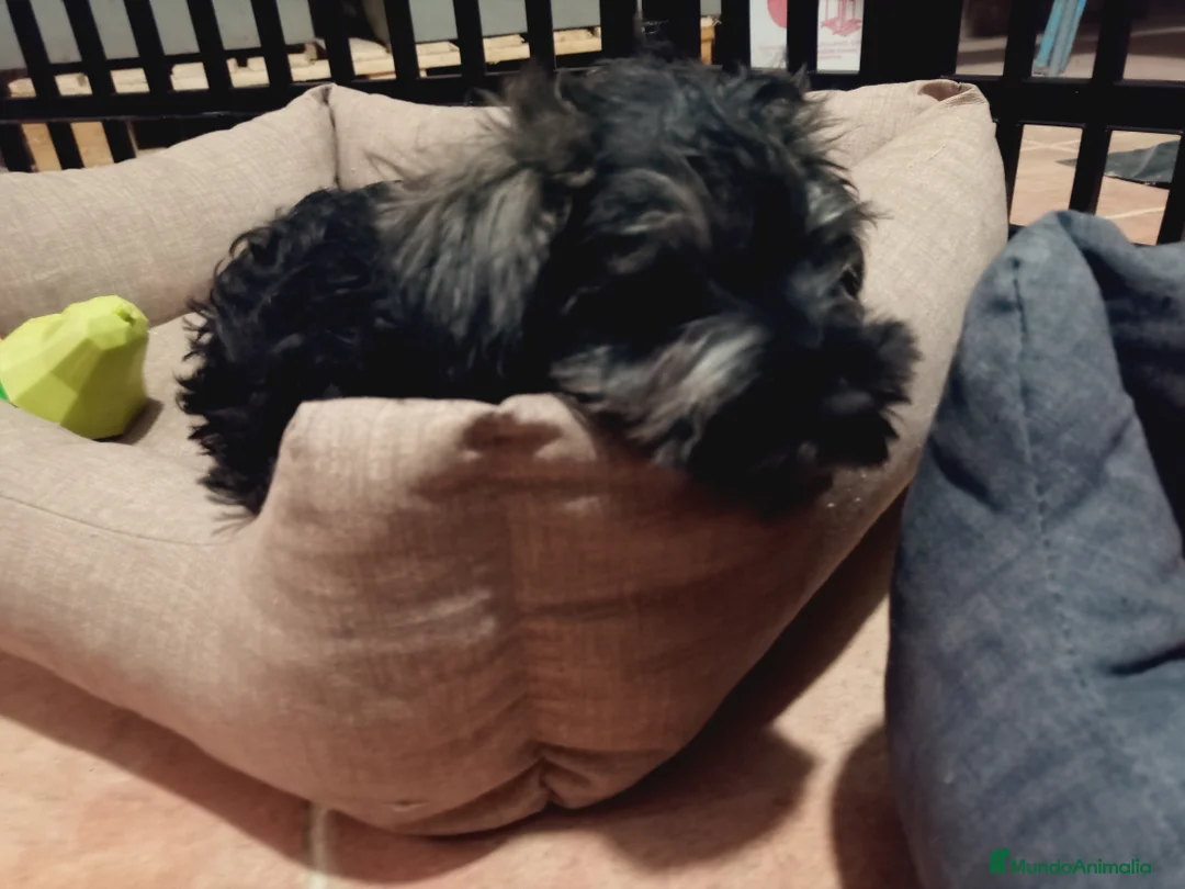 Schnauzer Miniatura perros en venta: Schnauzer mini  en Almería - Anuncio 6