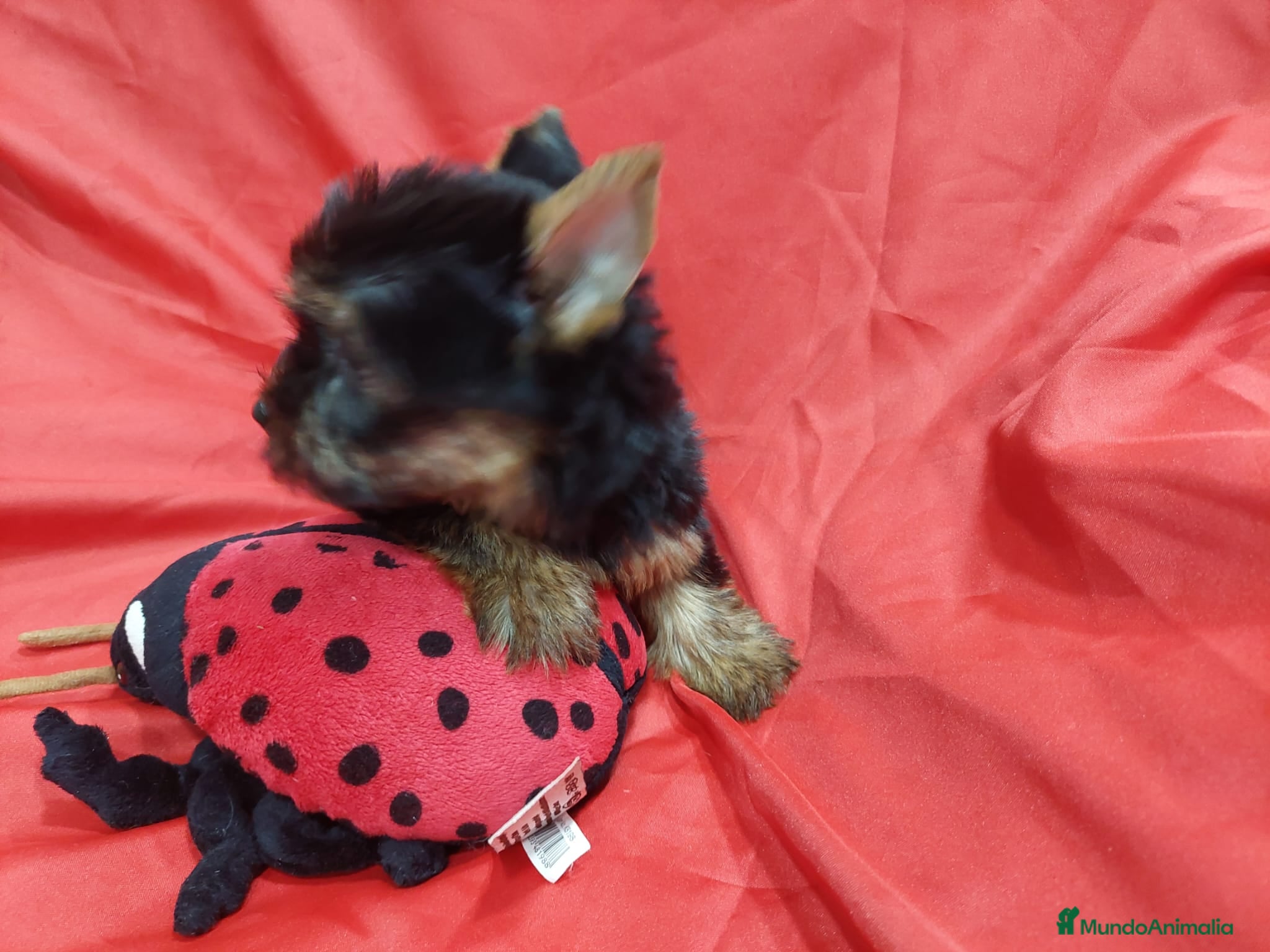 Yorkshire Terrier perros YORKSHIRES TOYS MACHOS EXCLUSIVOS - Anuncio 2