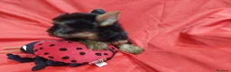 Yorkshire Terrier perros en venta: YORKSHIRES TOYS MACHOS EXCLUSIVOS - Anuncio 1