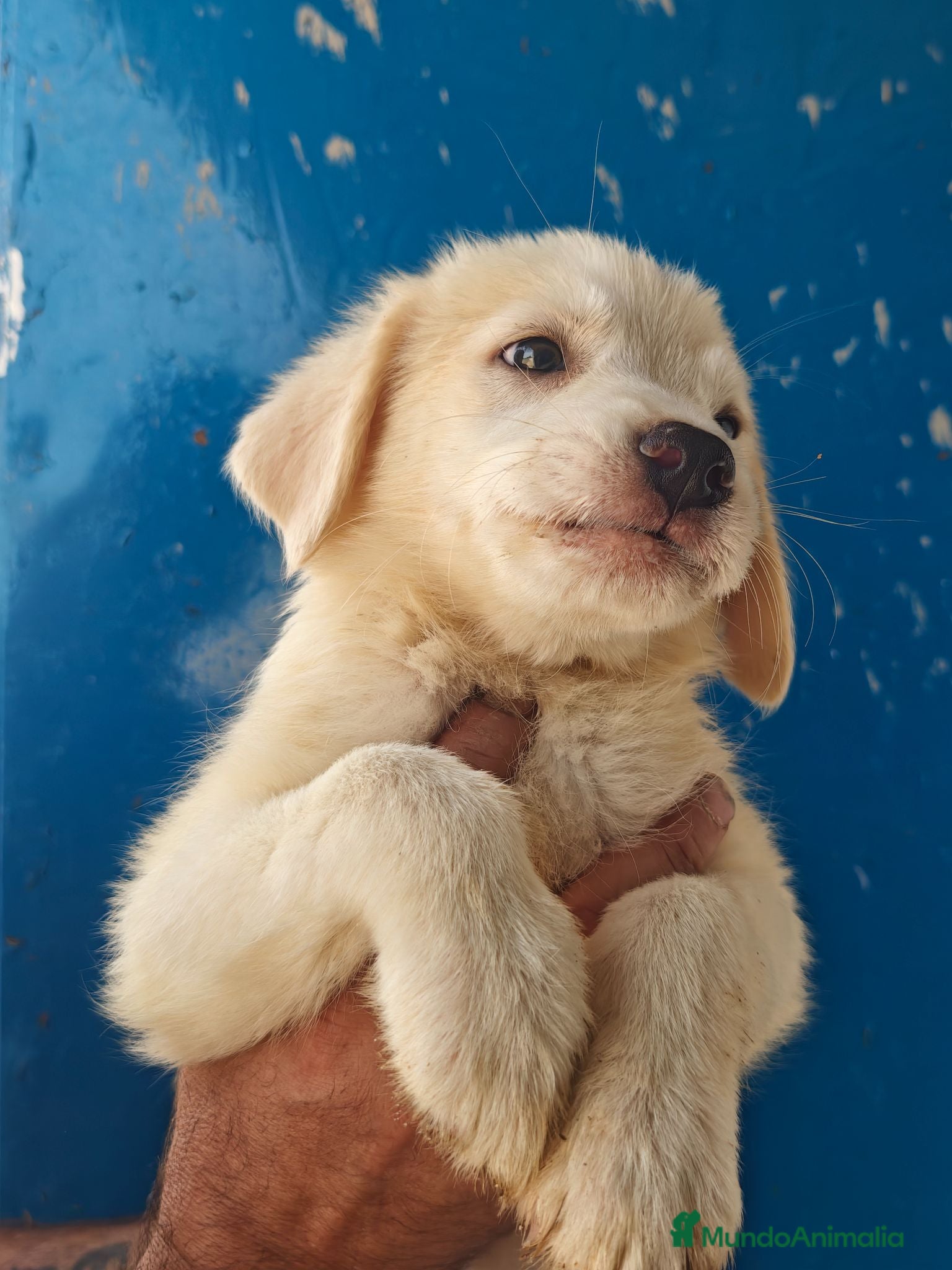 Mastín Español perros Mastin español - Anuncio 2