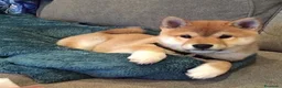 Shiba Inu perros en venta: Shiba inu en Barcelona - Anuncio 1