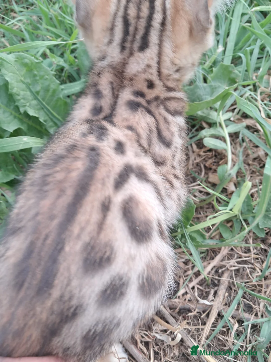 Bengalí gatos en venta: Gatito bengali en Barcelona - Anuncio 7