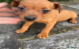 Pinscher Miniatura perros en venta: Pinscher miniatura  - Imagen 11