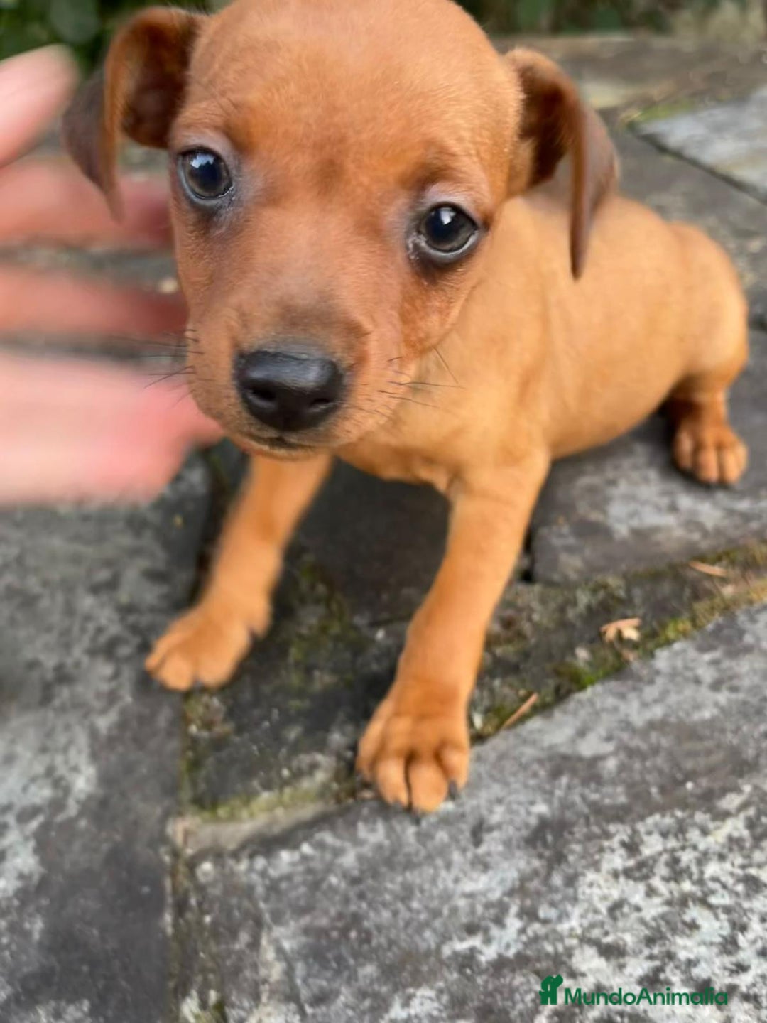 Pinscher Miniatura perros en venta: Pinscher miniatura  - Imagen 11