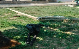 Galgo Español perros en venta: Galgo Español  - Imagen 1