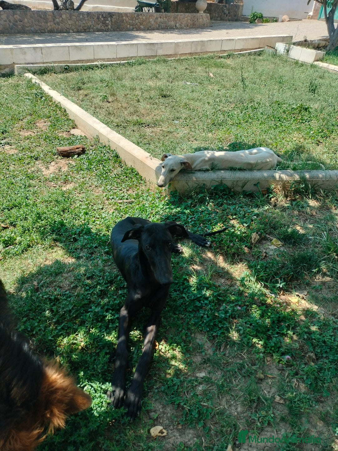 Galgo Español perros en venta: Galgo Español  - Imagen 1