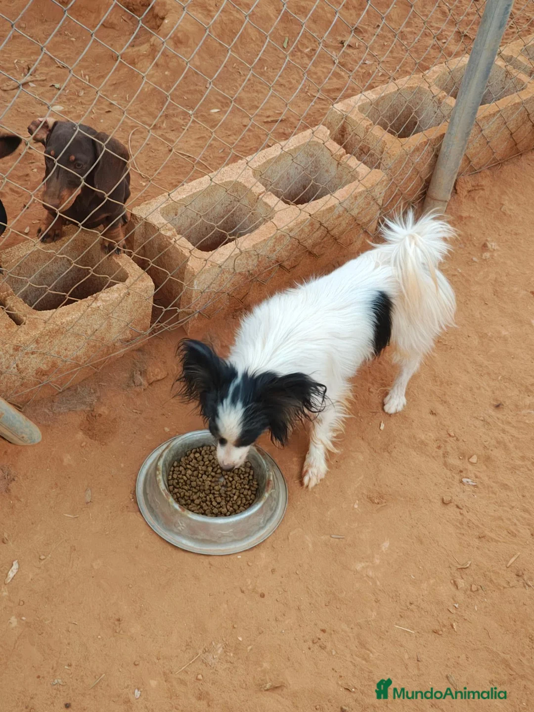 Papillon perros en venta: Papillón  - Anuncio 2