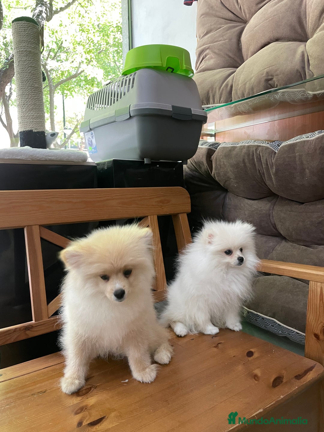 Pomerania perros en venta: Camada de pomerania en Albacete - Imagen 6