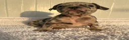 Bulldog Francés perros en venta: Bulldog francés  - Anuncio 8