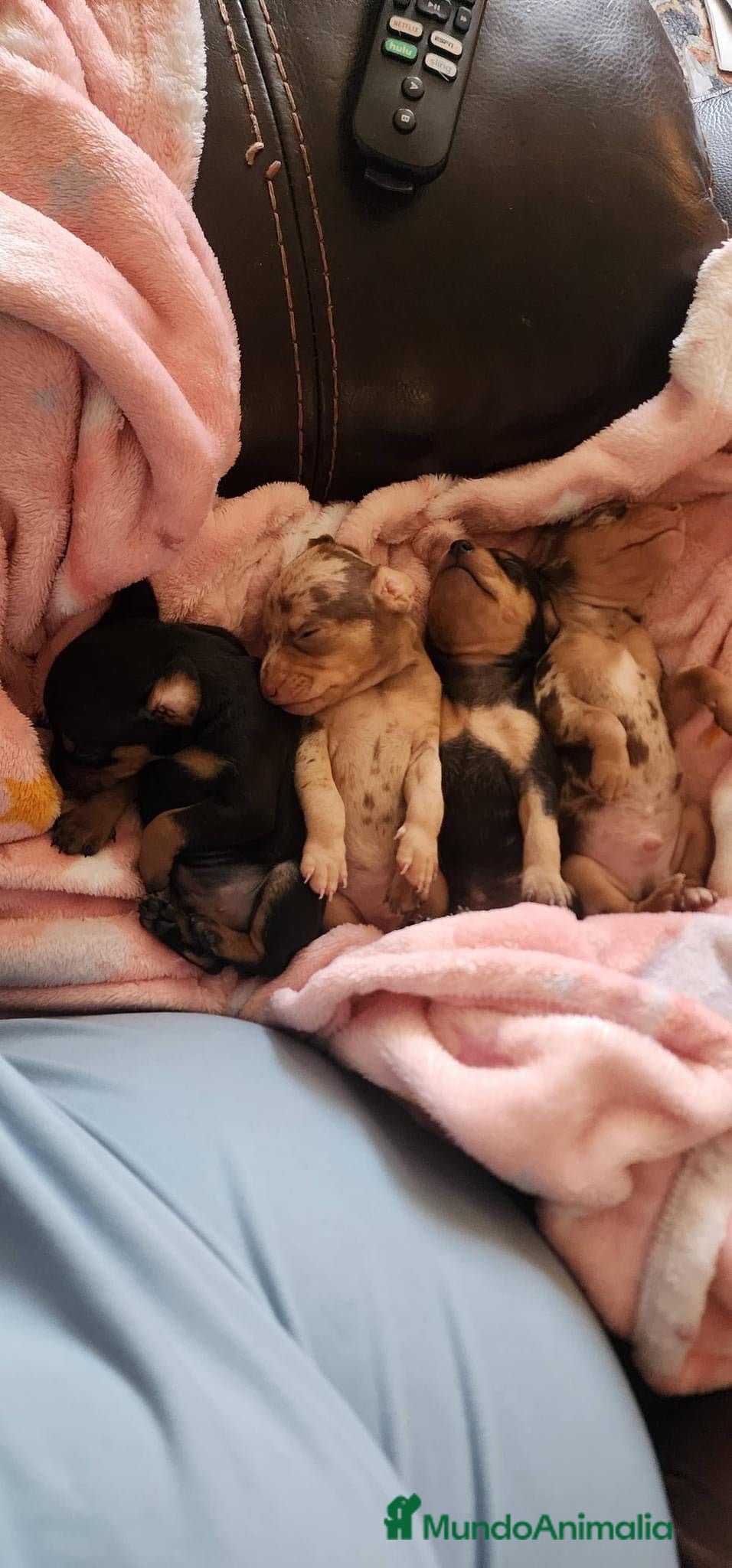 Pinscher Miniatura perros mini Pinscher  - Anuncio 1