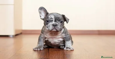 Bulldog Francés perros - Anuncio 3