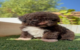 Perro de Agua Español perros en venta: PERRO DE AGUA ESPAÑOL HEMBRA - Imagen 20