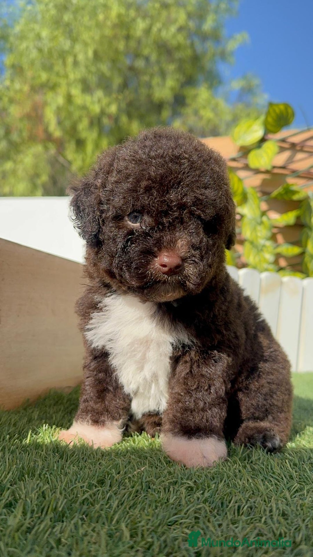 Perro de Agua Español perros en venta: PERRO DE AGUA ESPAÑOL HEMBRA - Imagen 20