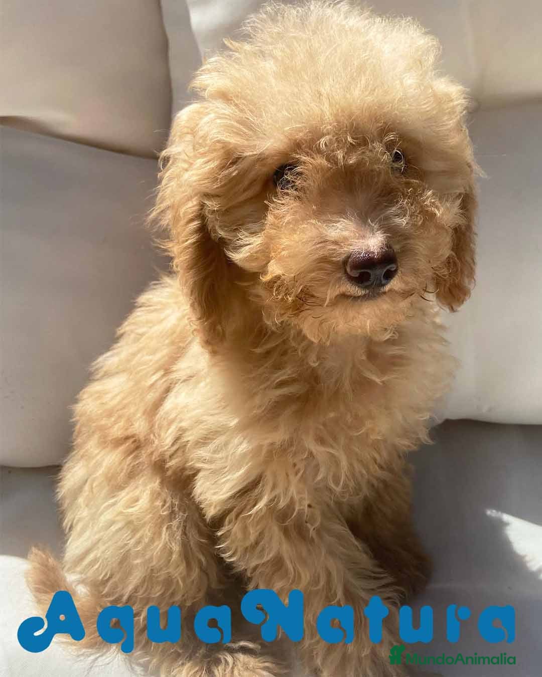 Caniche Enano perros Caniche Hembra 1430 - AQUANATURA en Barcelona - Anuncio 2