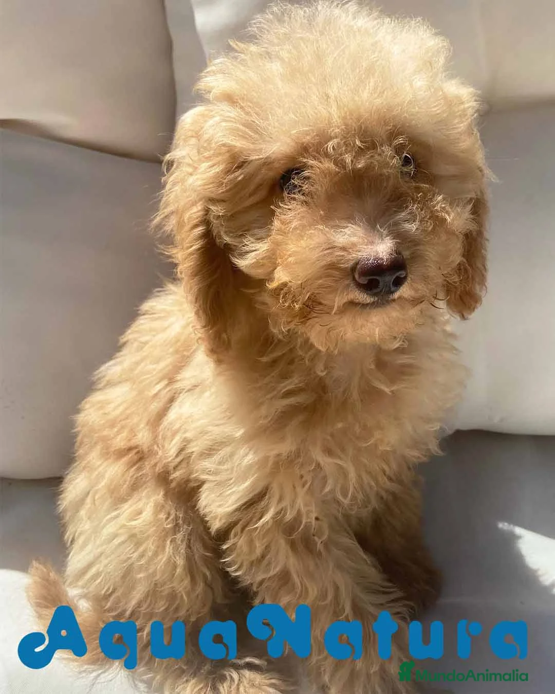 Caniche Enano perros en venta: Caniche Hembra 1430 - AQUANATURA en Barcelona - Anuncio 2