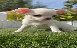 Chihuahua perros en venta: CHIHUAHUA MACHO - Imagen 20