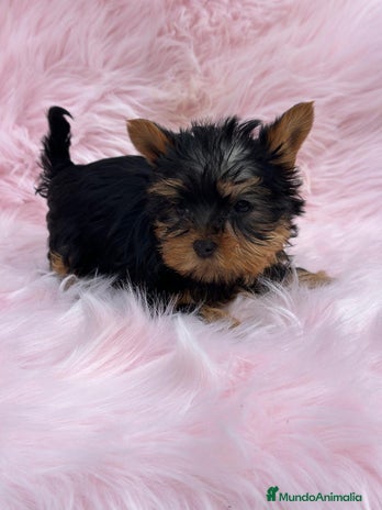 Yorkshire Terrier perros en Barcelona - Anuncio 3