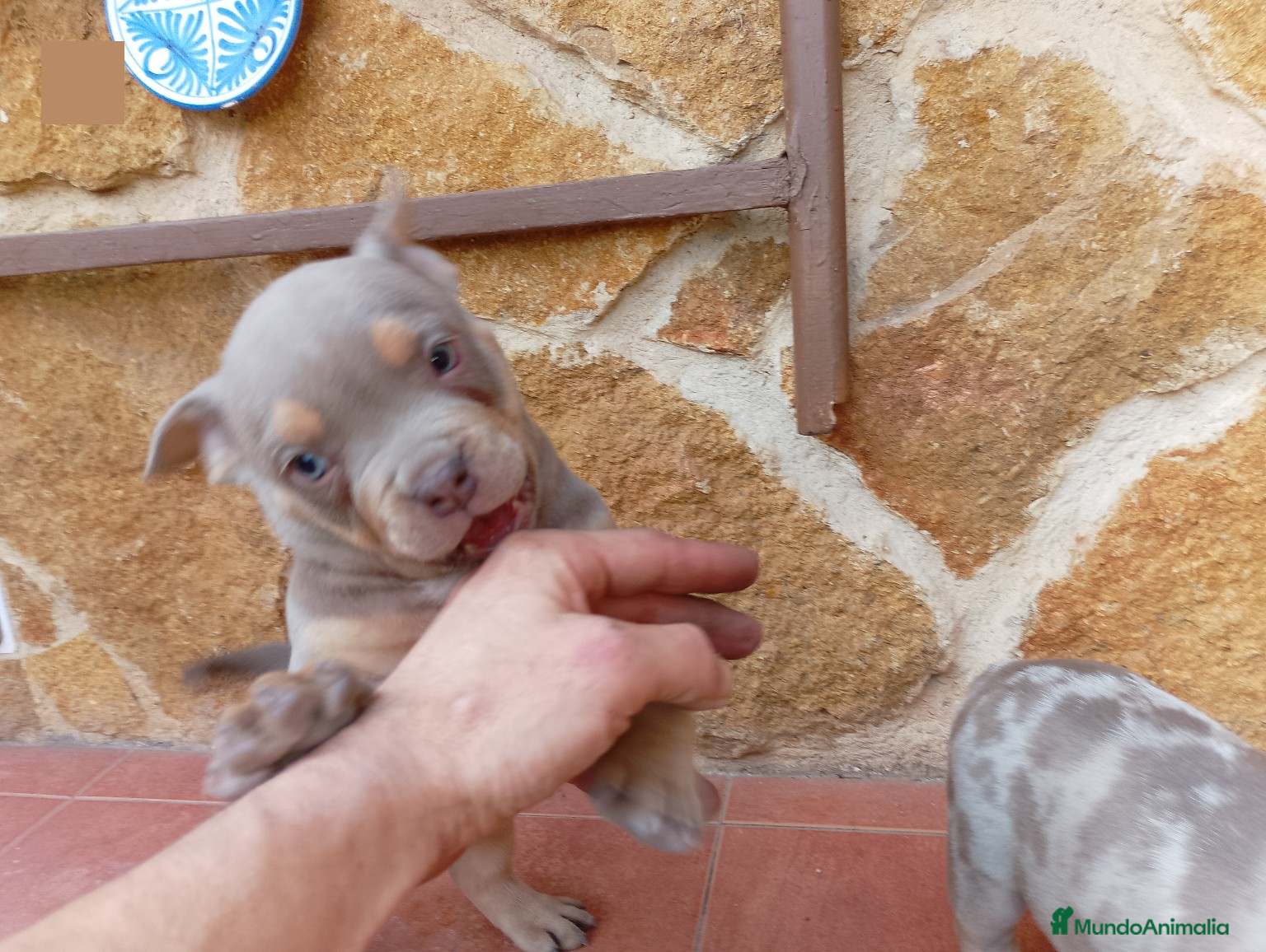 American Bully perros AMERICAN BULLY POCKET  - Anuncio 3