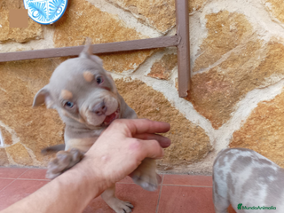 American Bully perros AMERICAN BULLY POCKET - Anuncio 34