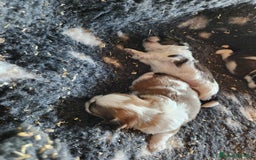 Shih Tzu perros en venta: Shih Tzu tricolor  - Imagen 6