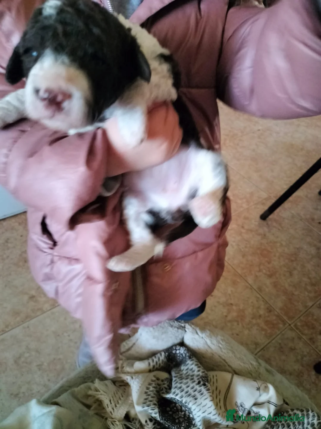 Perro de Agua Español perros en venta: Preciosos bicolor - Anuncio 2