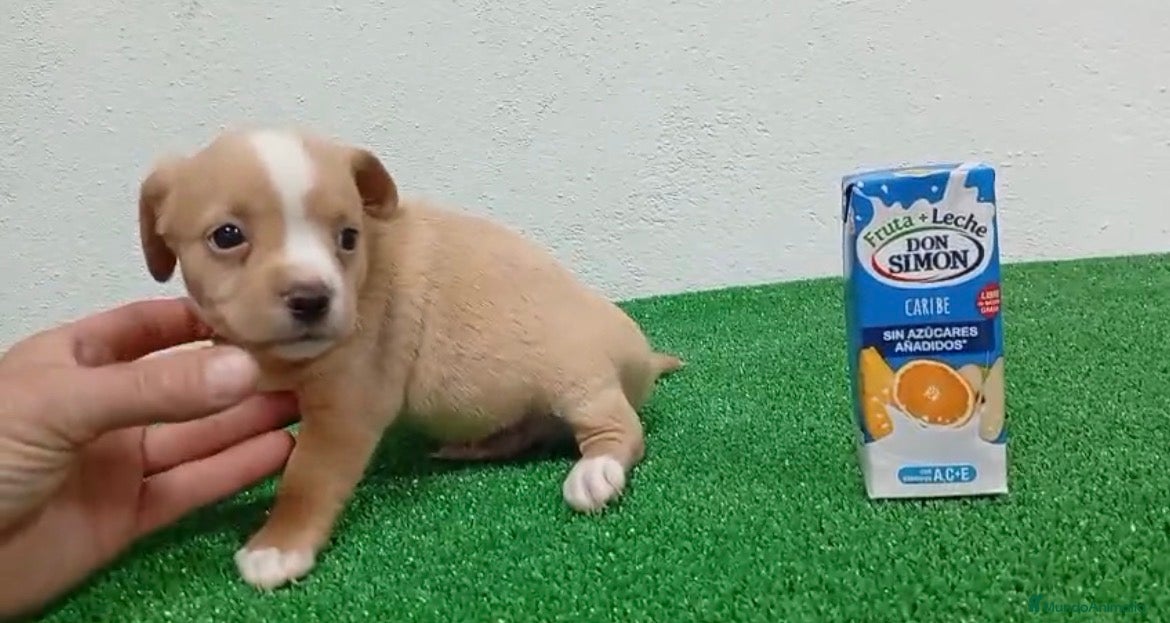 Pomchi perros Pomchis  - Anuncio 18