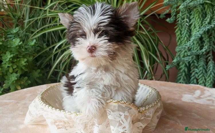 Biewer Yorkshire Terrier a la Pom Pon perros - Anuncio 1