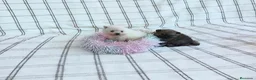 Pomerania perros en venta: POMERANIAS HEMBRAS CHIQUITINAS  - Anuncio 1