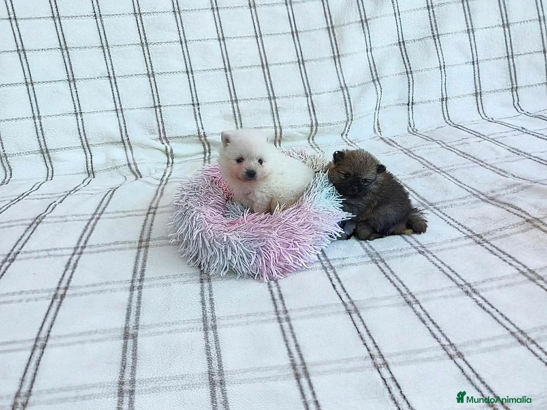 Pomerania perros en venta: POMERANIAS HEMBRAS CHIQUITINAS  - Anuncio 1