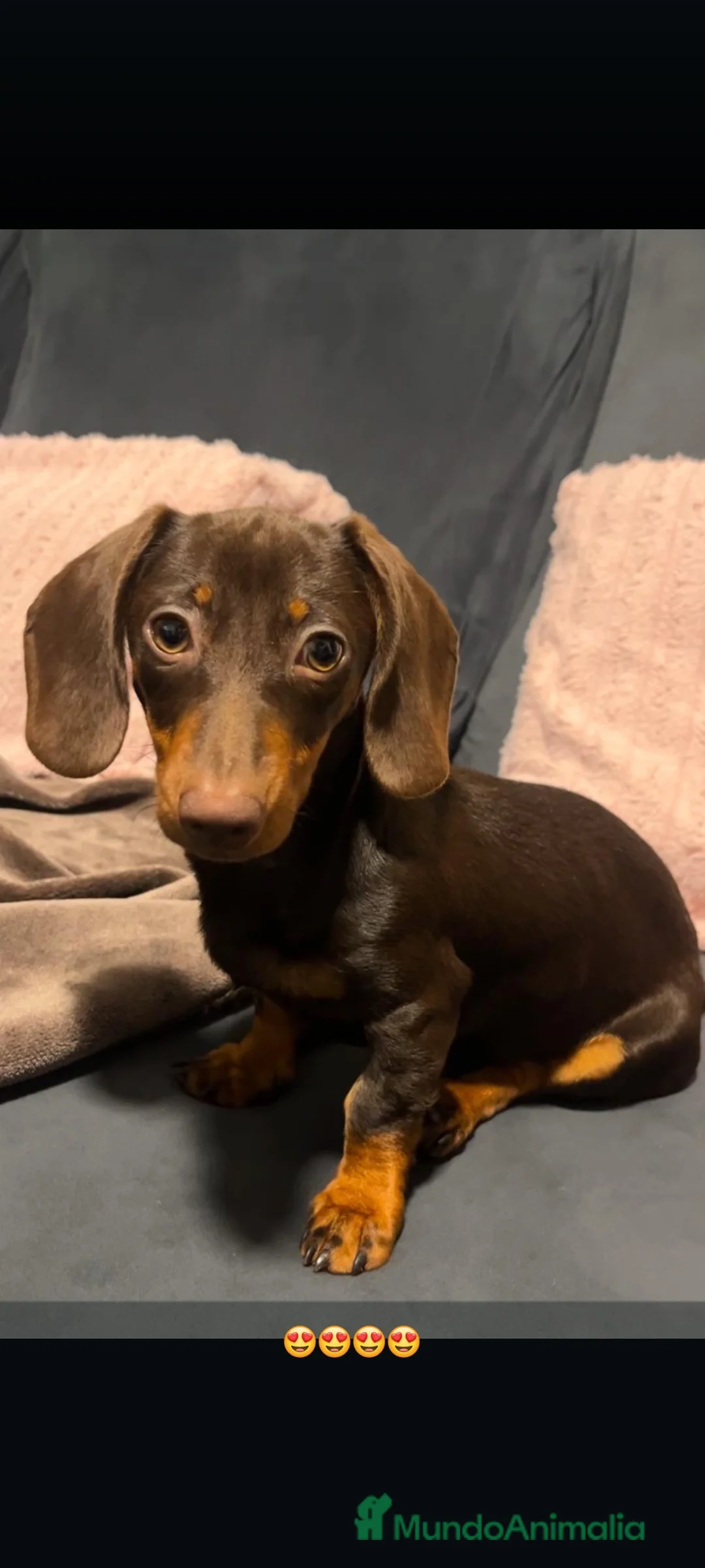 Teckel Miniatura perros en venta: Teckel miniatura en Badajoz - Anuncio 1