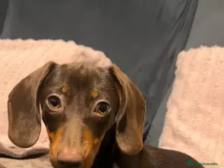 Teckel Miniatura perros Teckel miniatura en Badajoz - Anuncio 15