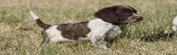 English Springer Spaniel perros en venta: Cachorros springer spaniel - Anuncio 2