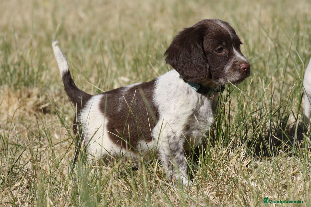 English Springer Spaniel perros en venta: Cachorros springer spaniel - Imagen 2