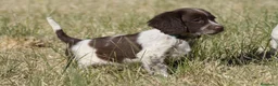 English Springer Spaniel perros en venta: Cachorros springer spaniel - Anuncio 2