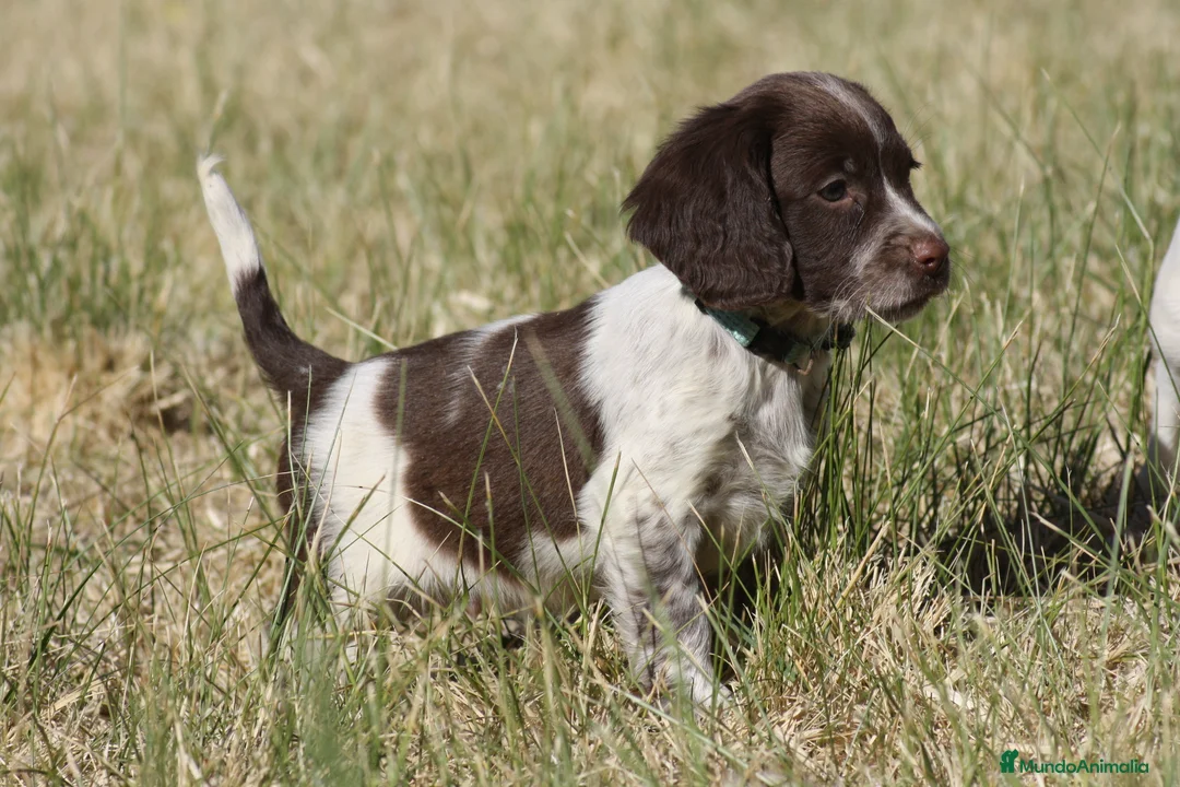 English Springer Spaniel perros en venta: Cachorros springer spaniel - Anuncio 2