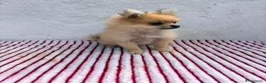 Pomerania 1