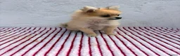 Pomerania perros en venta: Pomerania mini toy  - Anuncio 5