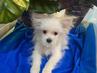 Raza Mixta perros Havapom Macho de Kyi Junior 4562 AQUANATURA - Anuncio 2