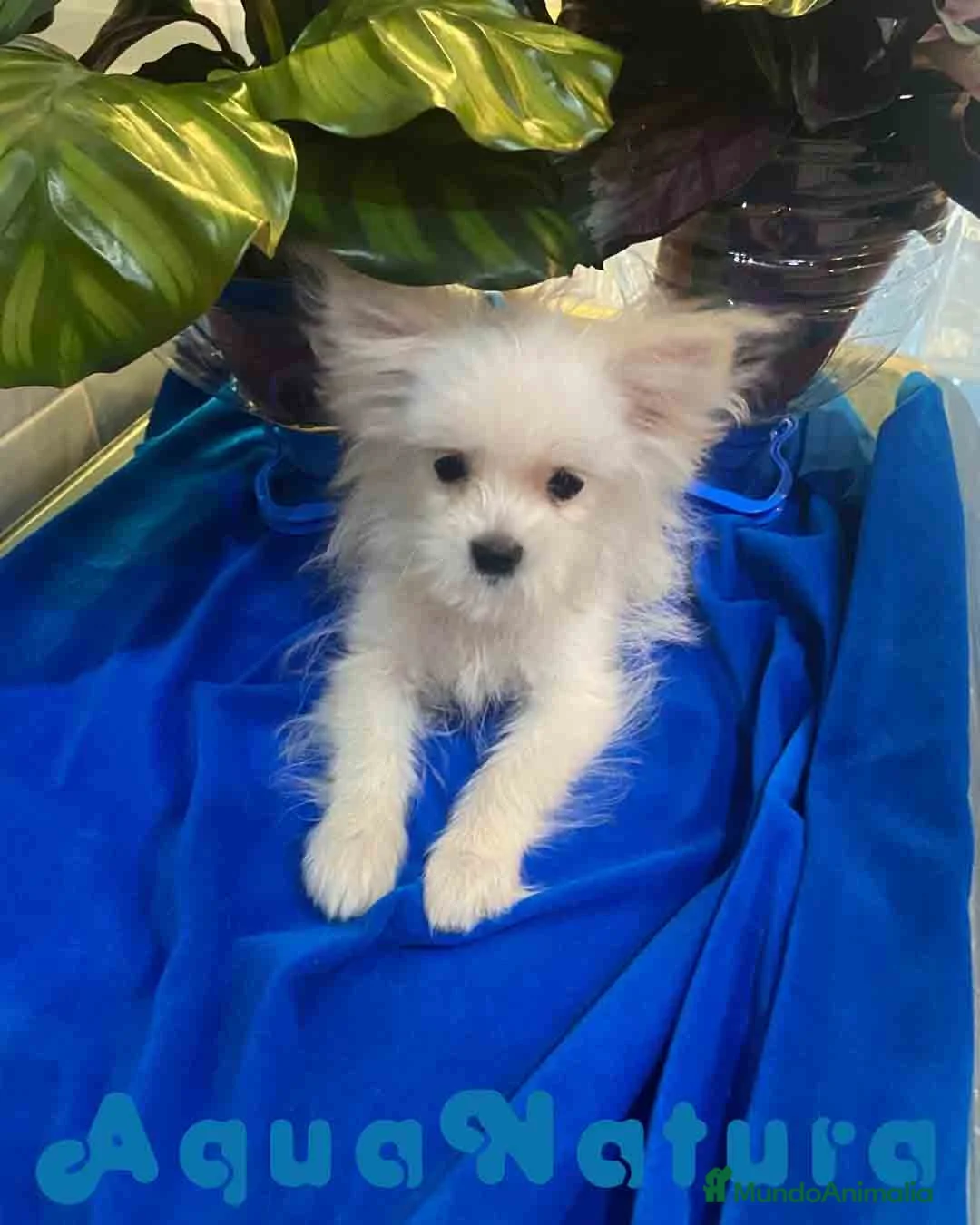 Raza Mixta perros en venta: Havapom Macho de Kyi Junior 4562 AQUANATURA - Anuncio 1