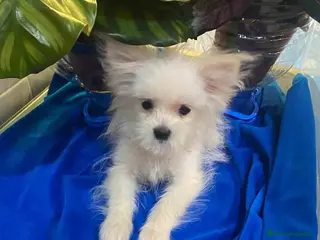 Raza Mixta perros Havapom Macho de Kyi Junior 4562 AQUANATURA - Anuncio 27