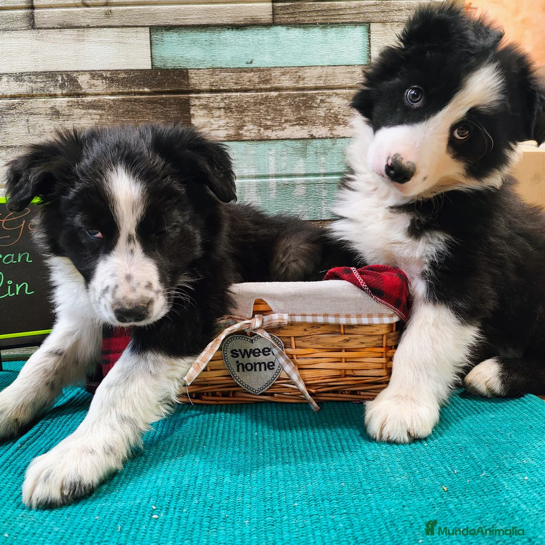 Border Collie perros en venta: Border collie blanco/negro disponibles - Anuncio 1